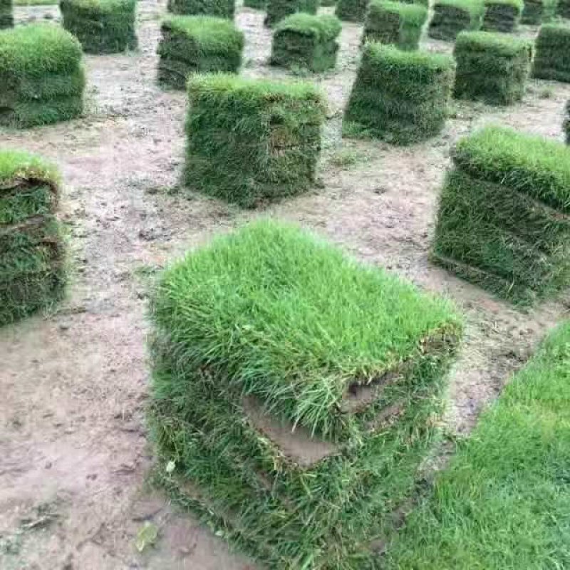 草坪草绿化草坪草值得信赖江西省新余市顺成草坪基地