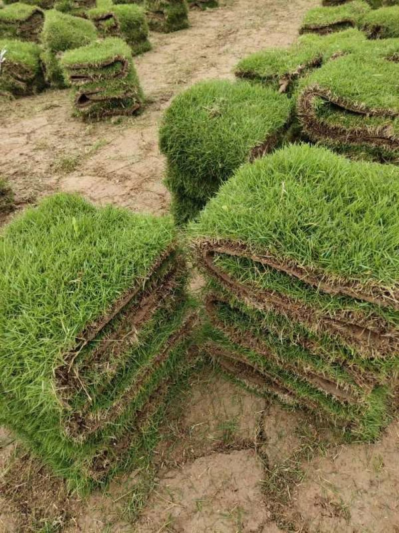 草坪草绿化草坪草值得信赖江西省新余市顺成草坪基地
