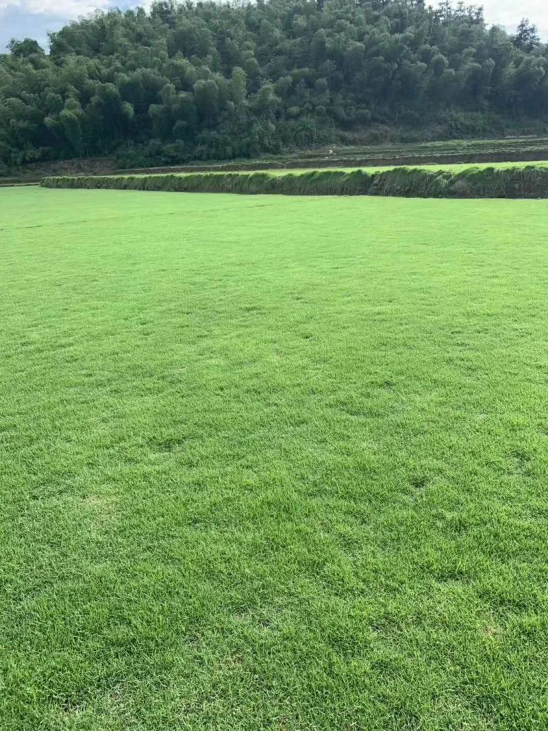 草坪草绿化草坪草值得信赖江西省新余市顺成草坪基地