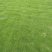 草坪草绿化草坪草值得信赖江西省新余市顺成草坪基地