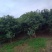 丛生杨梅树，多杆杨梅树，郴州基地直供，量大从优