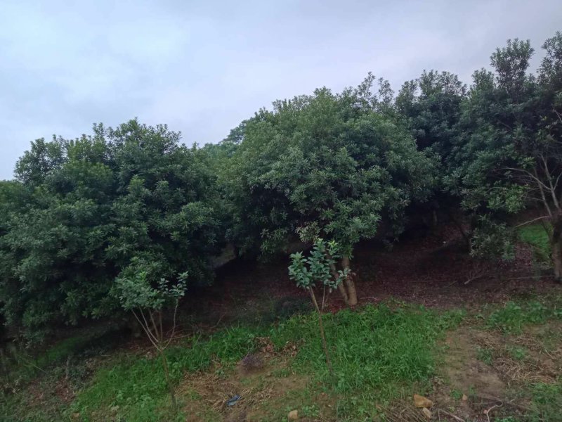 丛生杨梅树，多杆杨梅树，郴州基地直供，量大从优