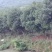 丛生杨梅树，多杆杨梅树，郴州基地直供，量大从优
