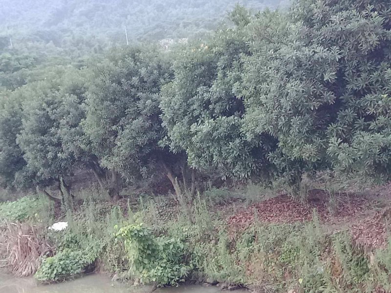 丛生杨梅树，多杆杨梅树，郴州基地直供，量大从优