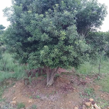 丛生杨梅树，多杆杨梅树，郴州基地直供，量大从优
