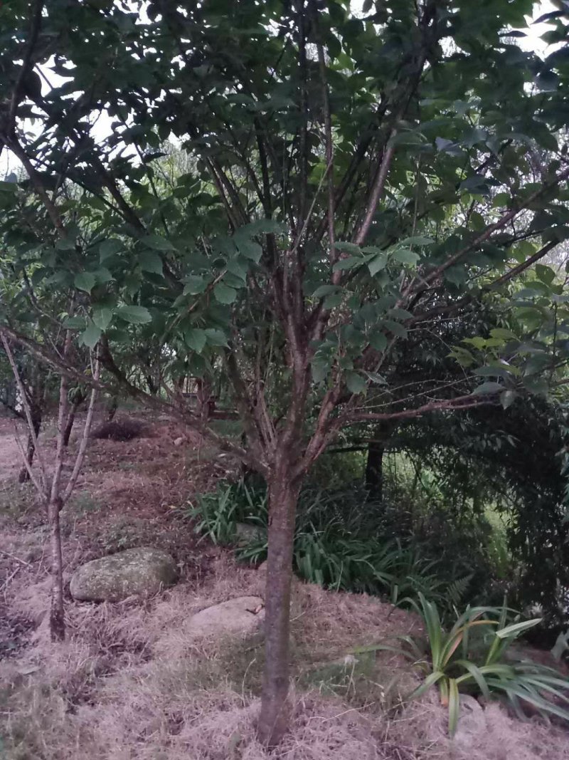 樱花，各种规格樱花海量，，，，，，，，，，，，，，，