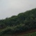 樱花，各种规格樱花海量，，，，，，，，，，，，，，，