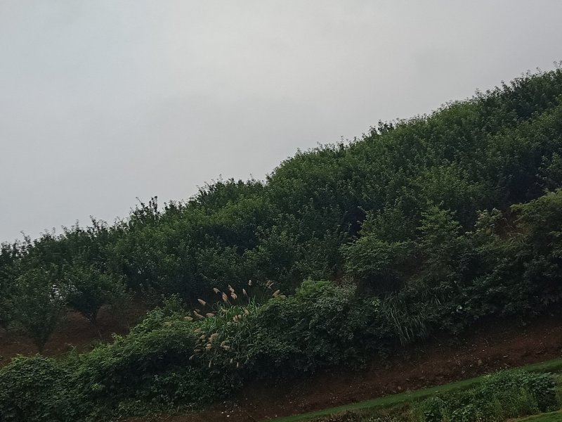 樱花，各种规格樱花海量，，，，，，，，，，，，，，，