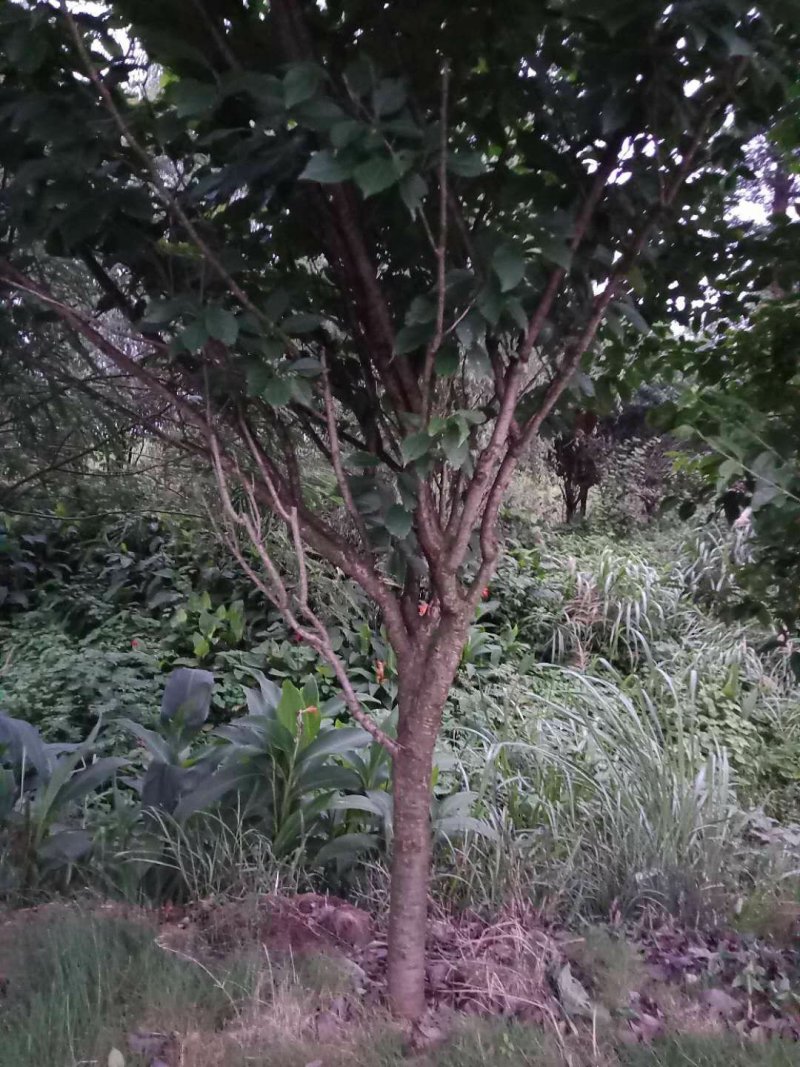 樱花，各种规格樱花海量，，，，，，，，，，，，，，，