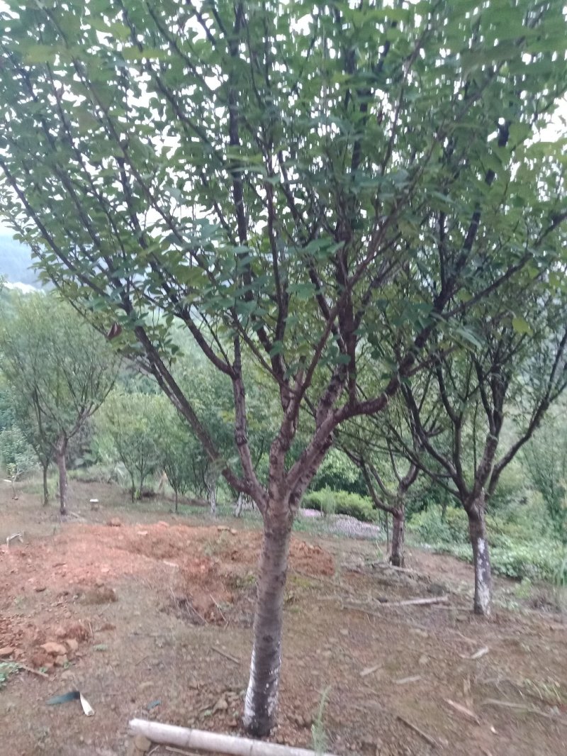 樱花，各种规格樱花海量，，，，，，，，，，，，，，，