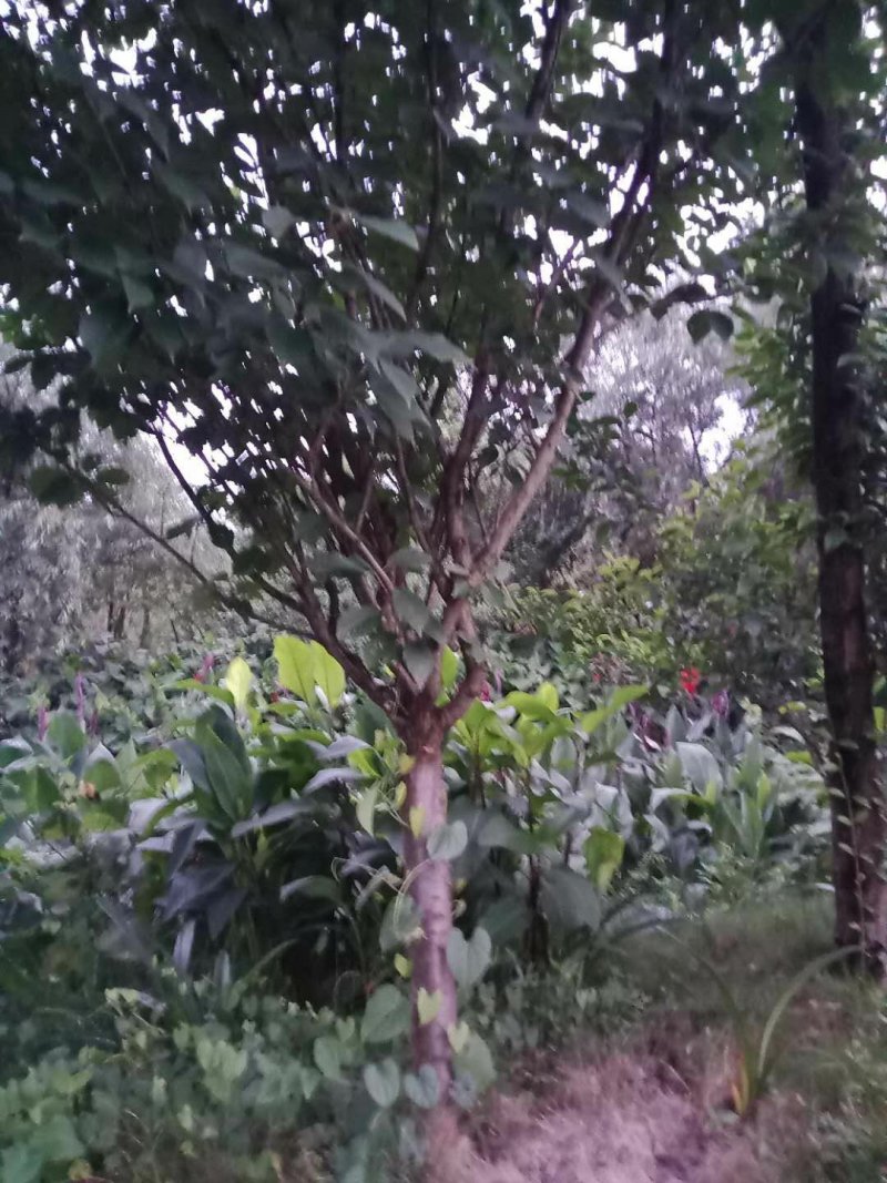 樱花，各种规格樱花海量，，，，，，，，，，，，，，，