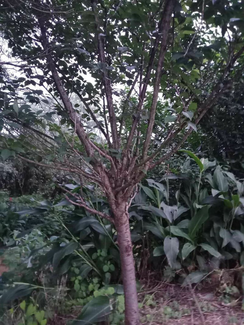 樱花，各种规格樱花海量，，，，，，，，，，，，，，，