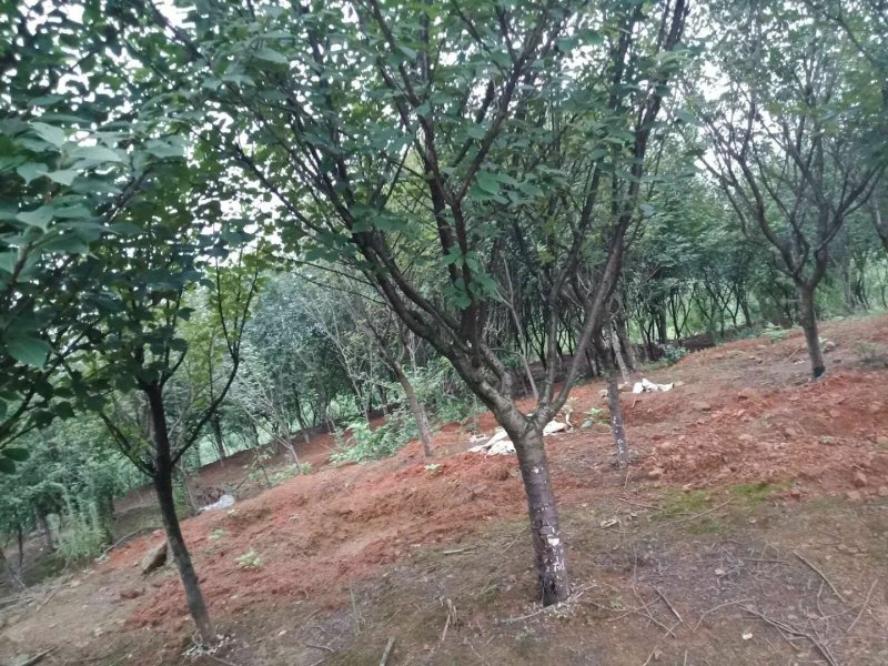 樱花，各种规格樱花海量，，，，，，，，，，，，，，，