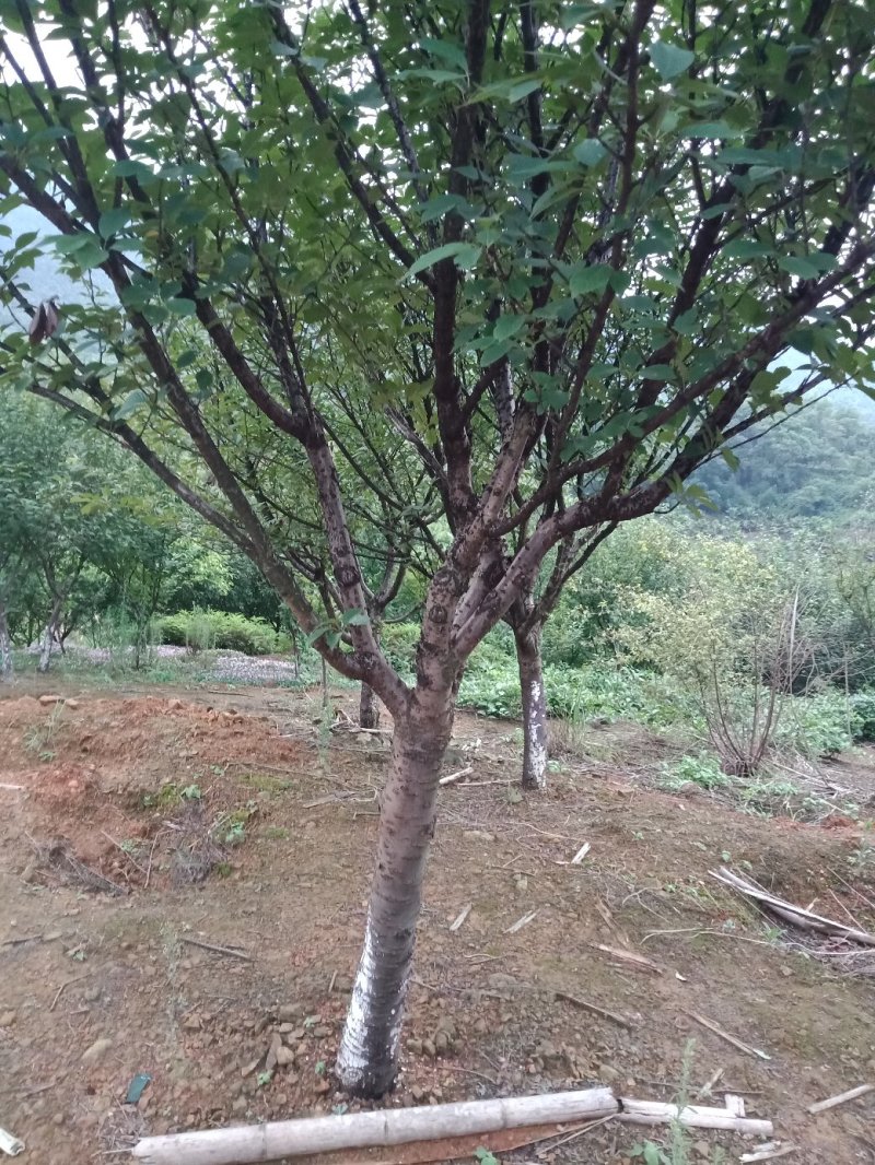 樱花，各种规格樱花海量，，，，，，，，，，，，，，，