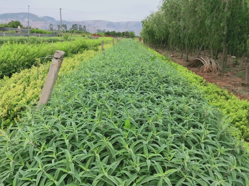 墨西哥鼠尾草，别名紫柳
