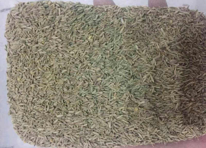 孜然小茴香甘肃孜然玉门孜然香料全国批发5斤起发