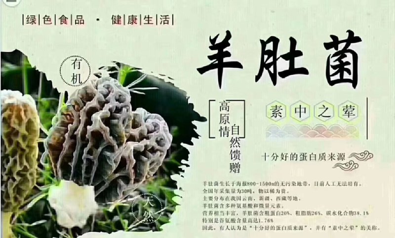 新疆天山野生羊肚菌干品（特优）