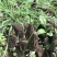 新疆天山野生羊肚菌干品（特优）