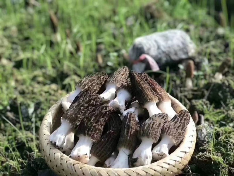 新疆天山野生羊肚菌干品（特优）