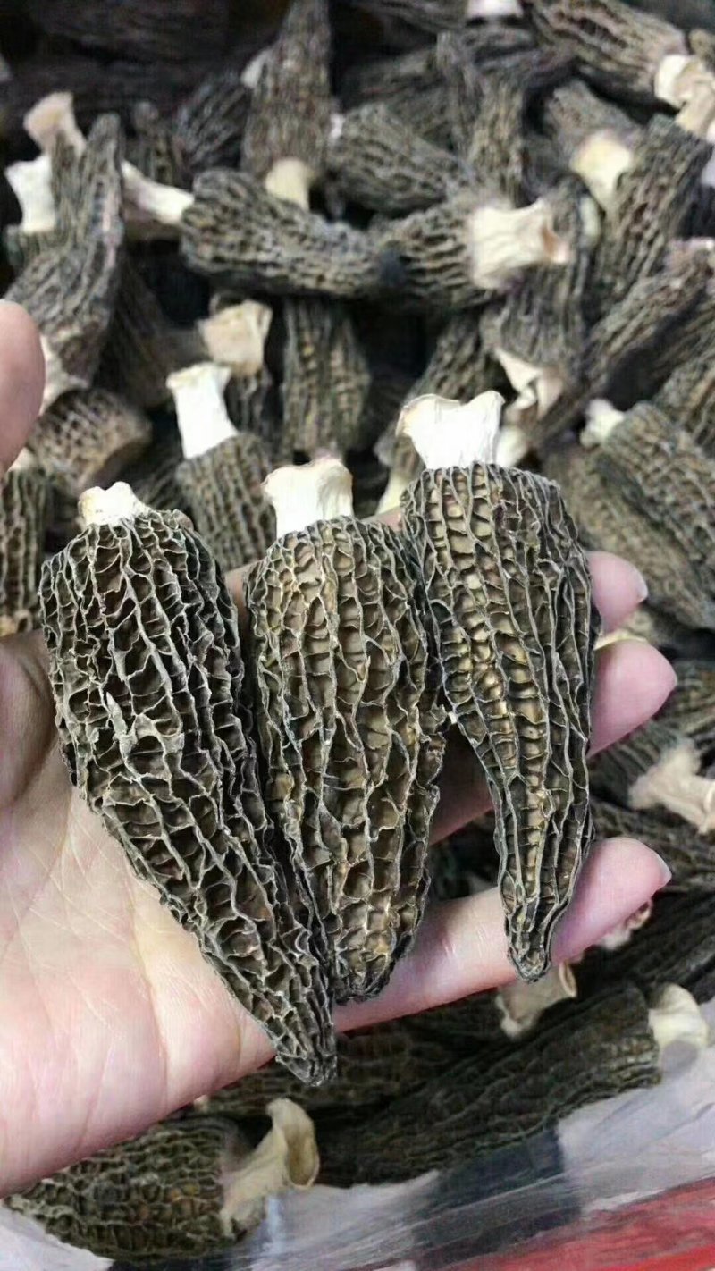 新疆天山野生羊肚菌干品（特优）