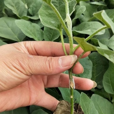 嫁接茄子苗（南方畅销多年的紫萼长茄，烧烤茄，良心好品种）