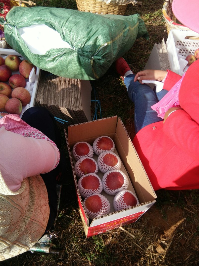盐源糖心丑苹果国庆节上市