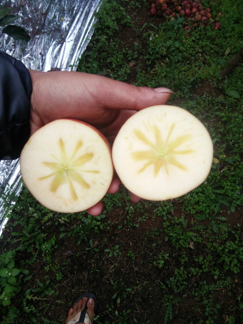 盐源糖心丑苹果国庆节上市