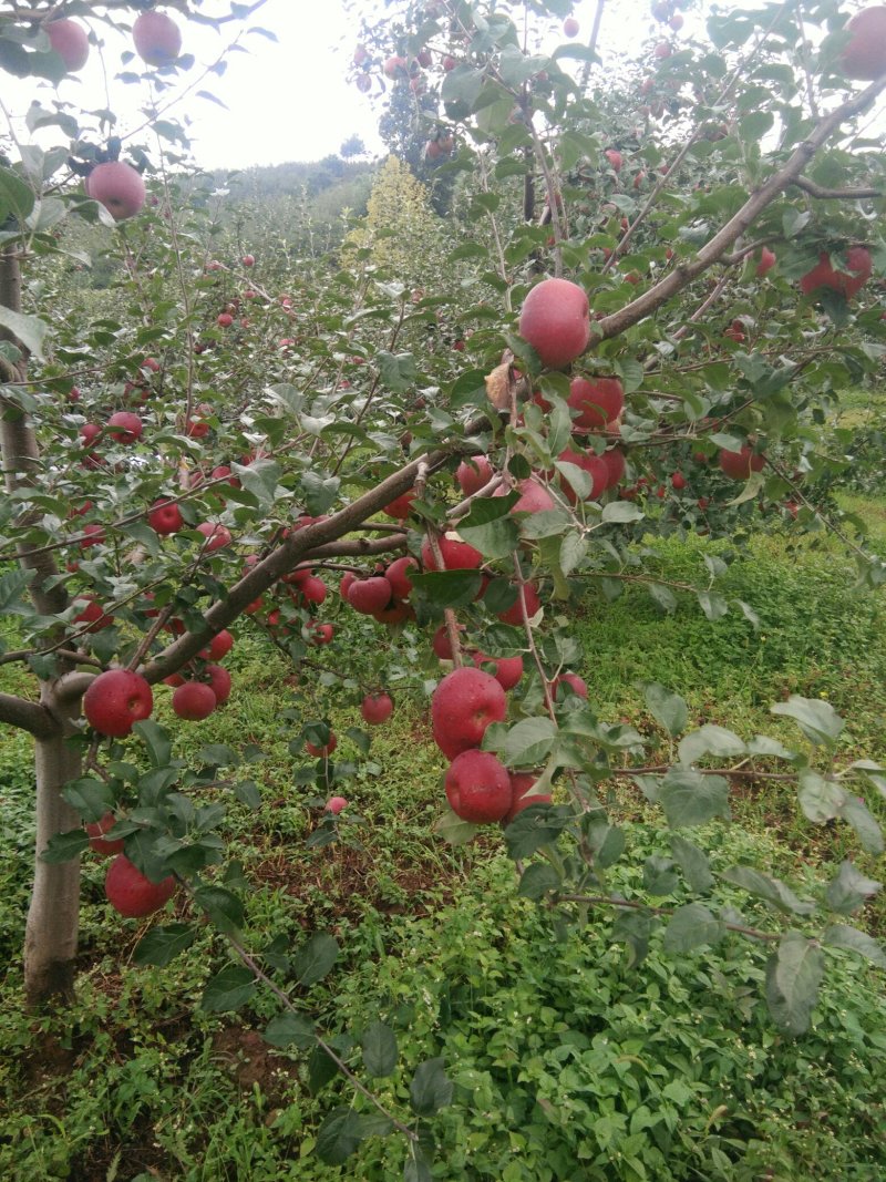 盐源糖心丑苹果国庆节上市