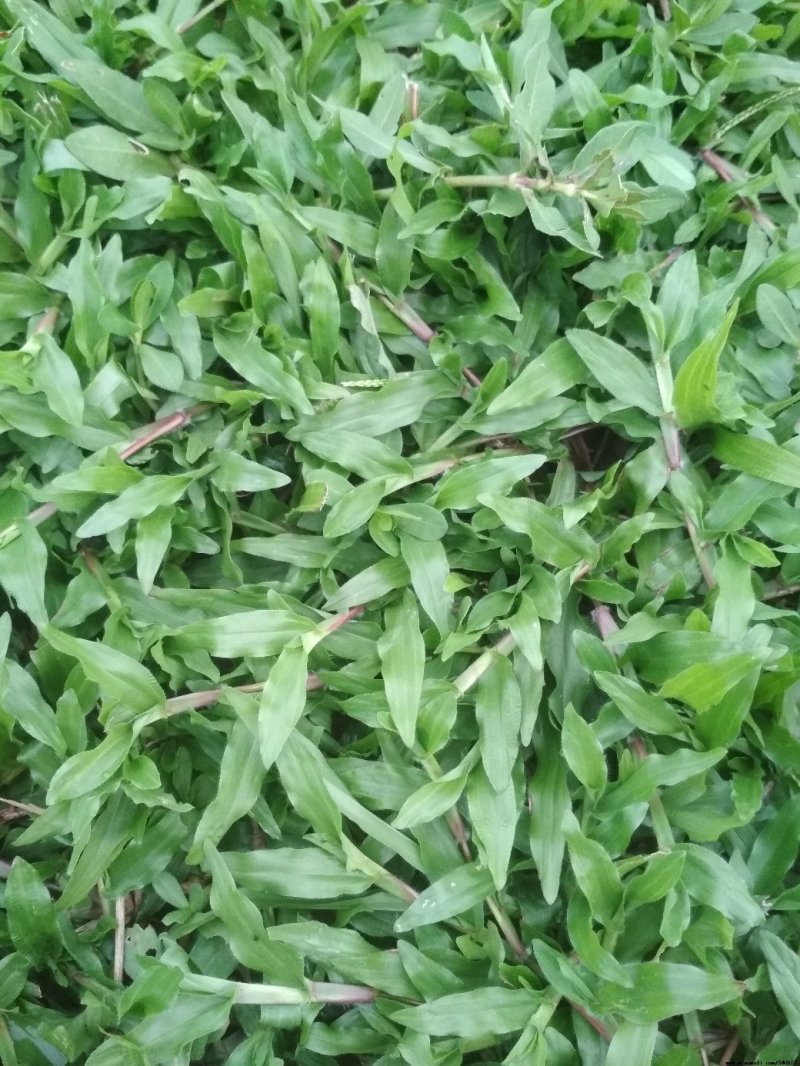 大叶油草