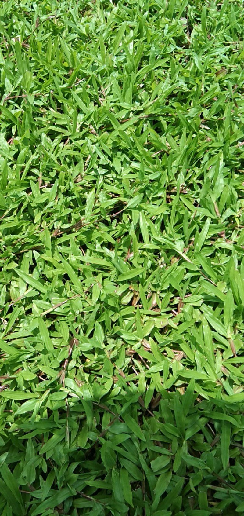 大叶油草