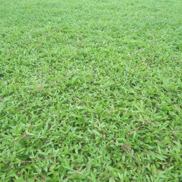 大叶油草