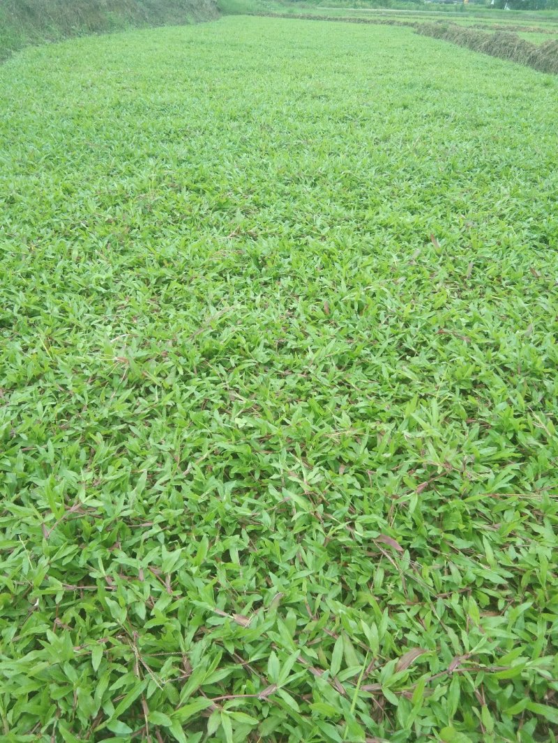 大叶油草