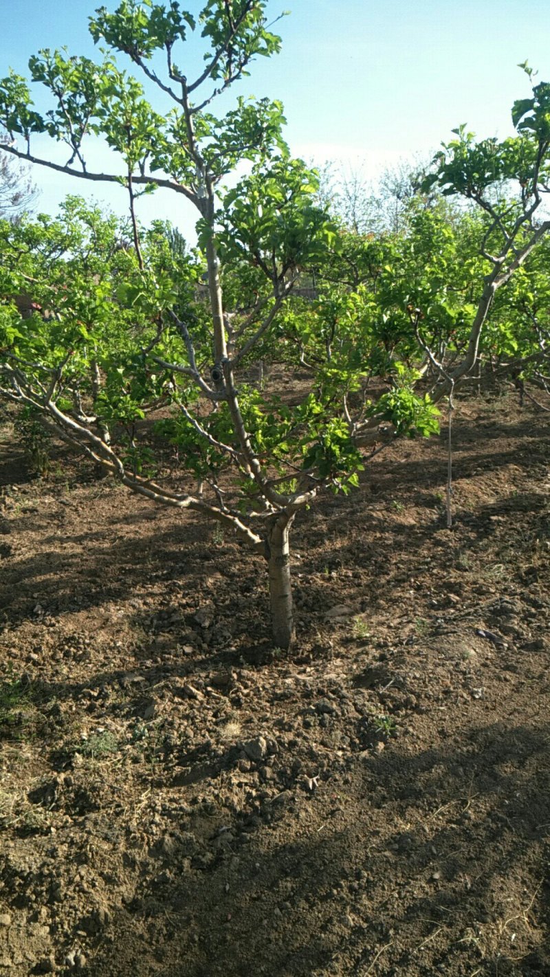 山楂树6~8cm2.5~3米