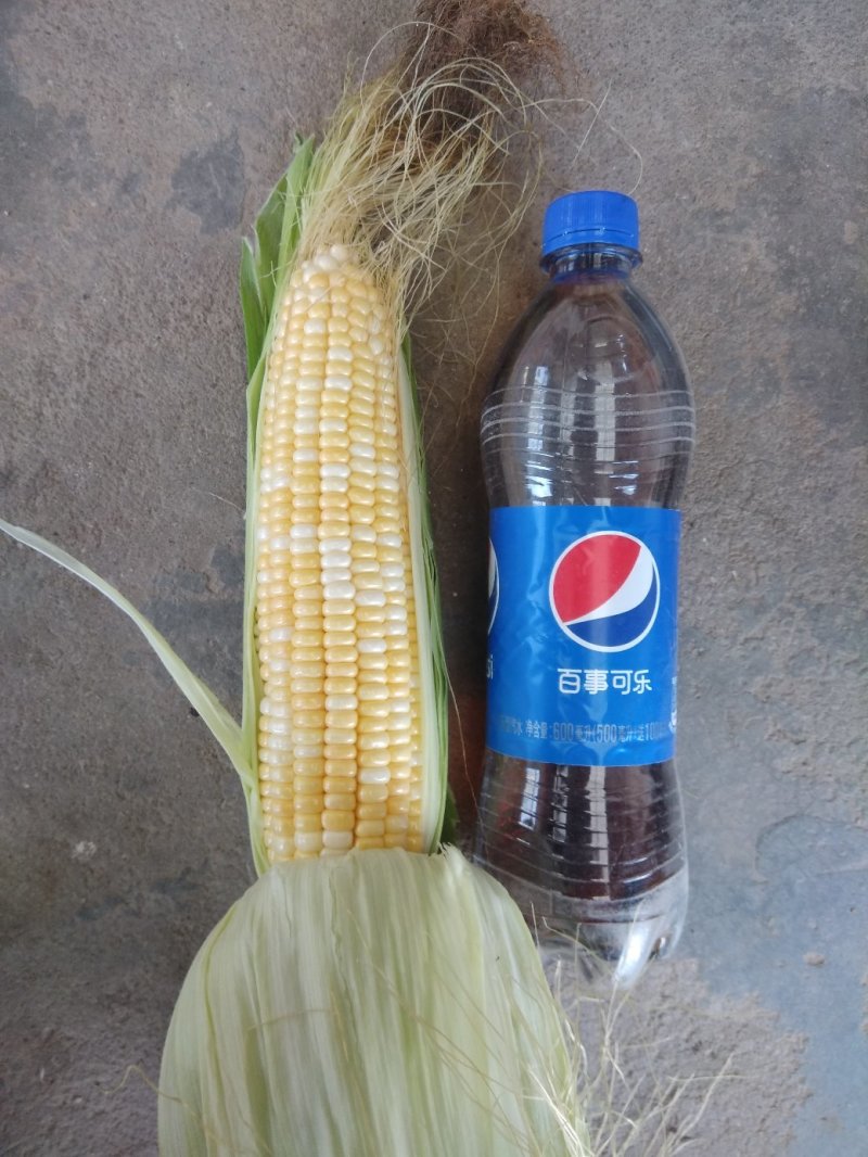 超甜水果玉米黄加白，万糯2000
