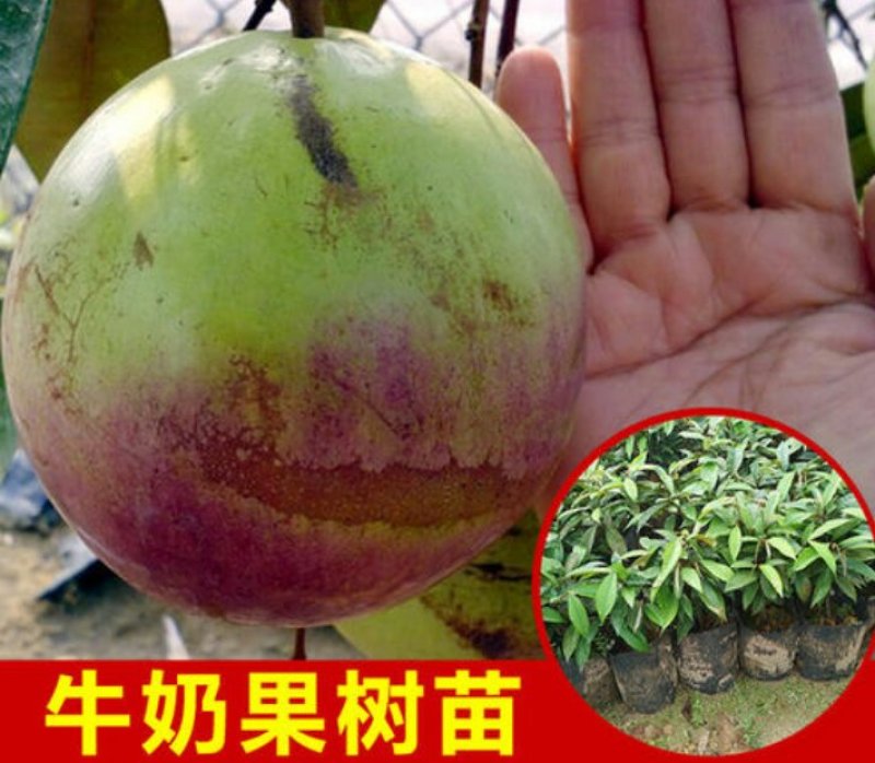 进口牛奶果嫁接苗产地直发