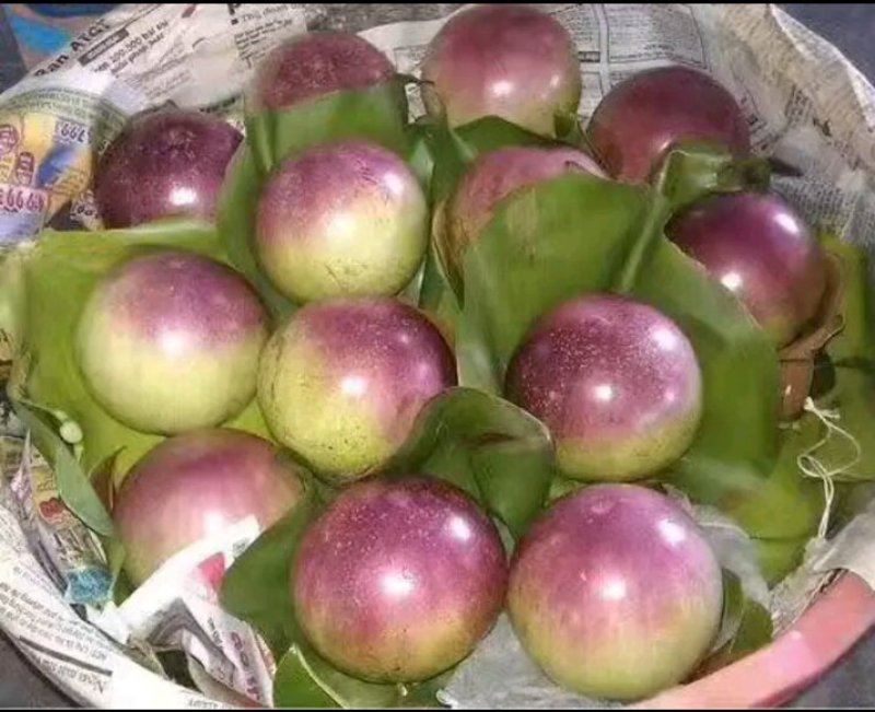 进口牛奶果嫁接苗产地直发