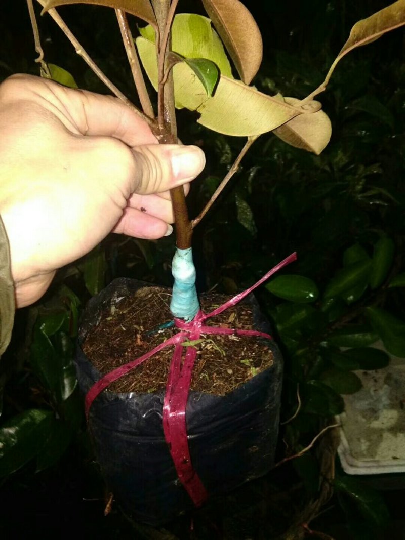 进口牛奶果嫁接苗产地直发