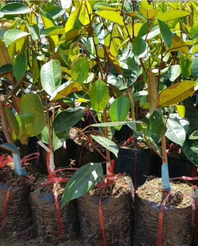 进口牛奶果嫁接苗产地直发