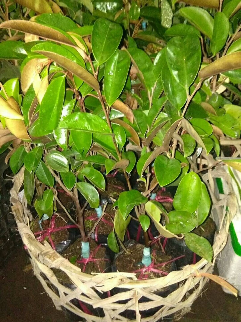进口牛奶果嫁接苗产地直发