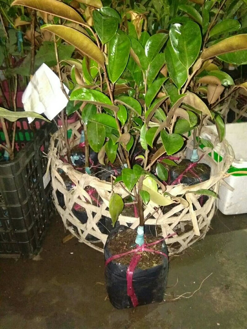 进口牛奶果嫁接苗产地直发