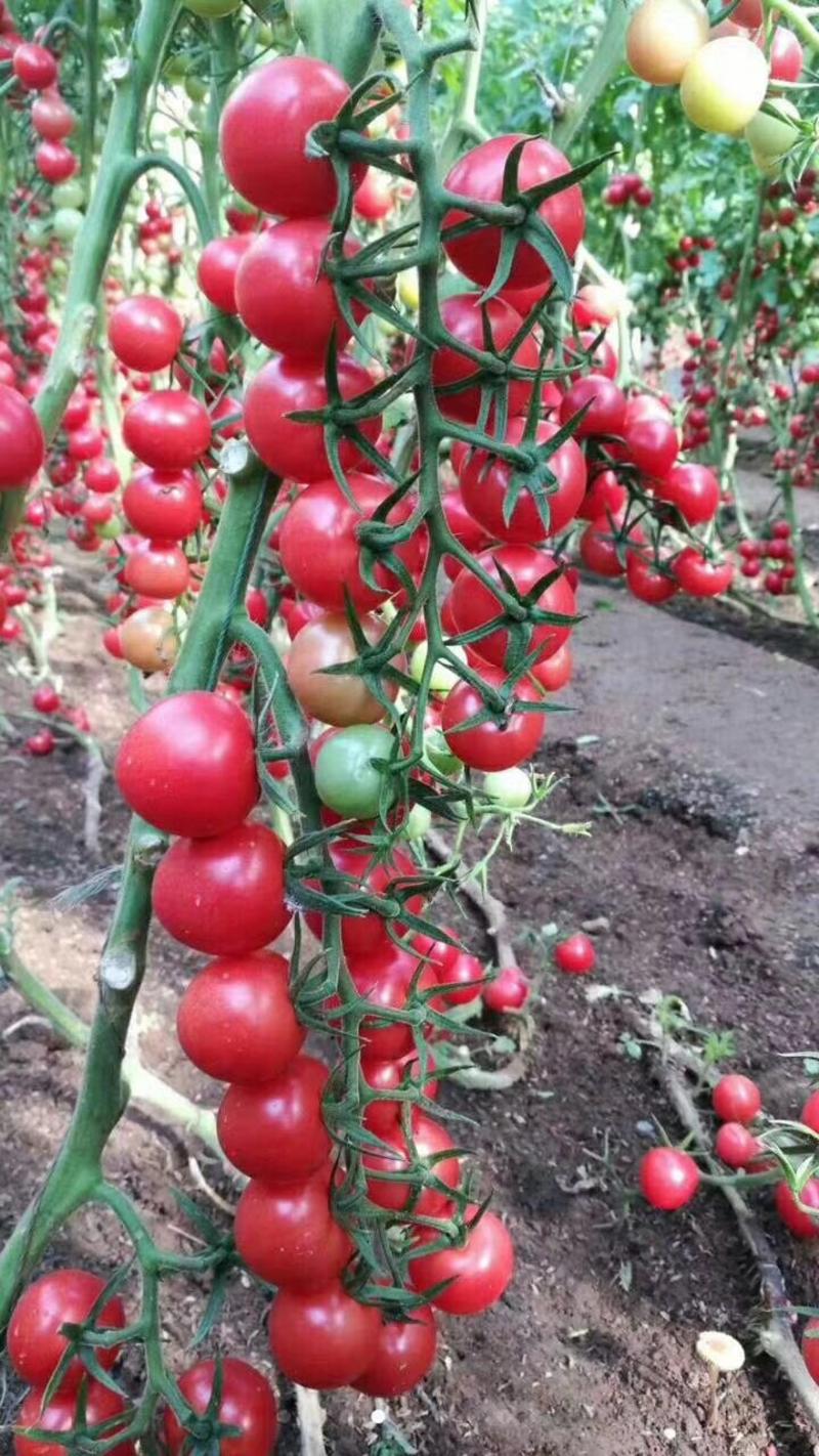圣女果釜山88千禧红黄花生口感番茄参观/采摘用苗