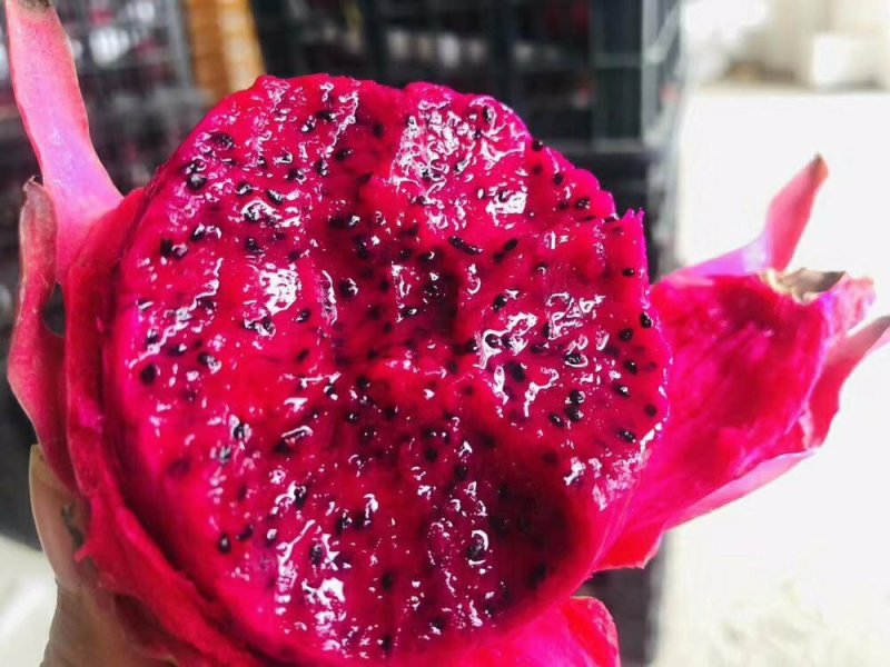 广西金都一号火龙果甜蜜秒杀