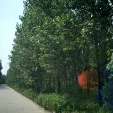 白杨（真实需求联系询价勿扰）