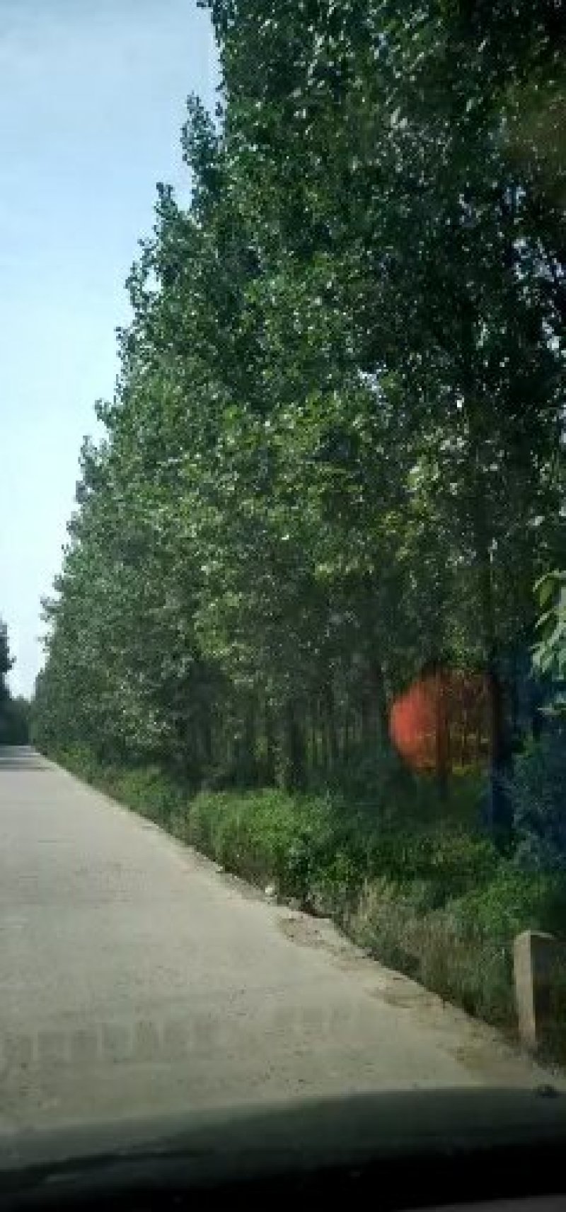 白杨（真实需求联系询价勿扰）