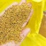 2026年黄菜籽油色好！。丁旗过牛河菜籽交易中心