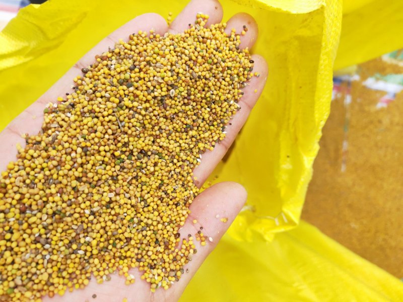 2026年黄菜籽油色好！。丁旗过牛河菜籽交易中心