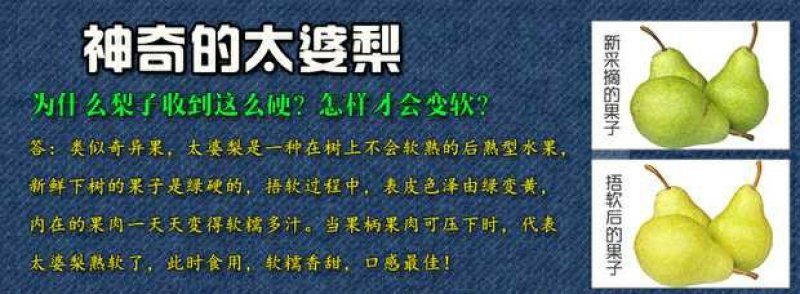 新鲜水果山东烟台酥软大伏梨