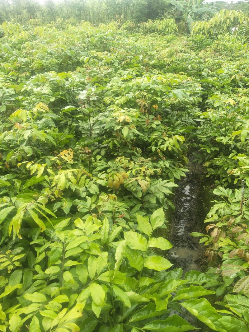龙眼树苗(15x18中杯苗)带叶带原土，产地直销