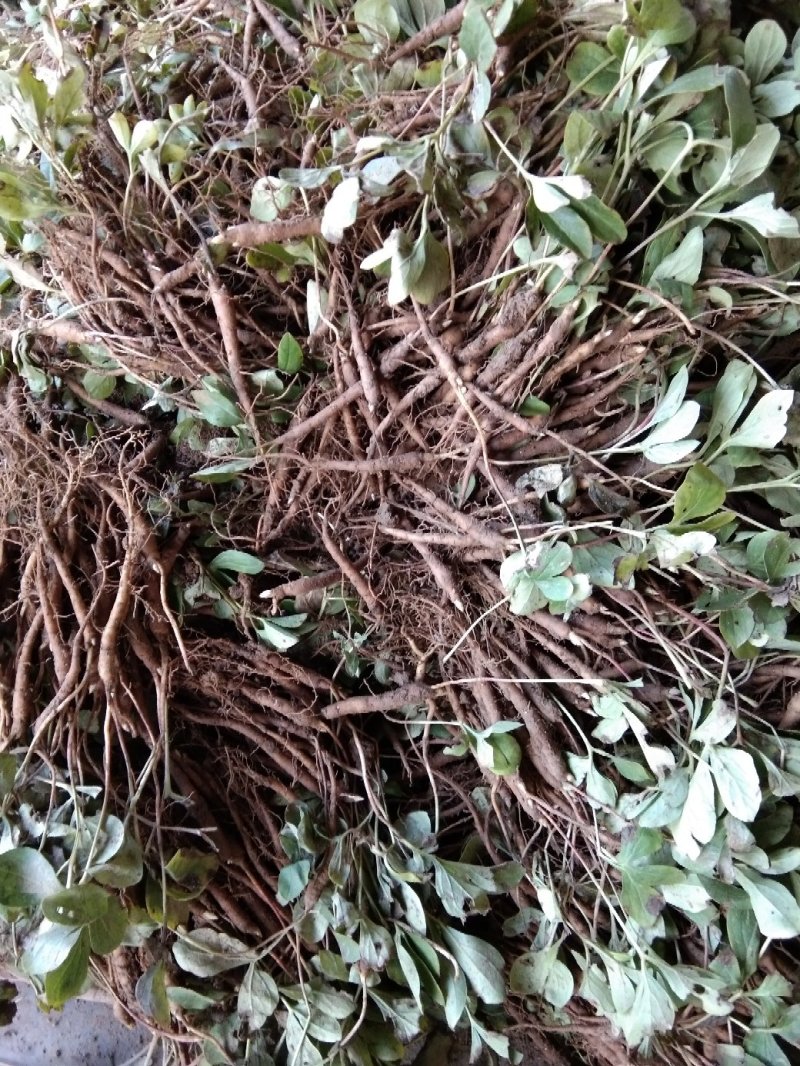 芍药苗自产自销，价格优惠，保成活，保回收，