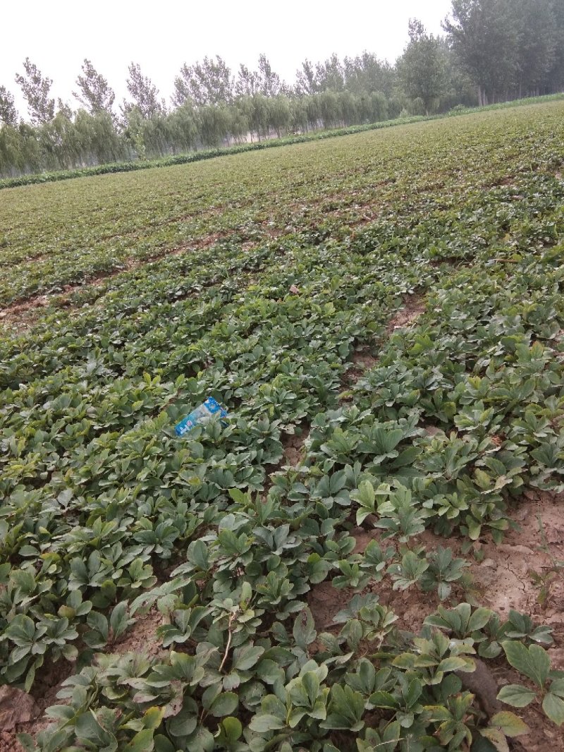 芍药苗自产自销，价格优惠，保成活，保回收，